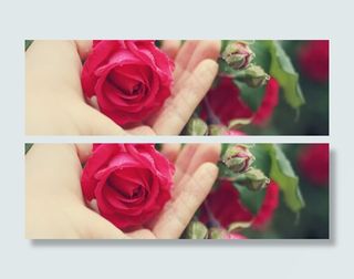 淘宝温馨淡雅玫瑰花广告背景图片