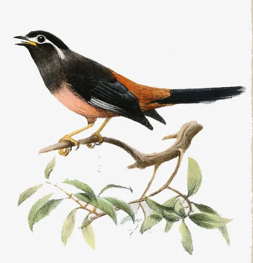 手绘水彩画鸟类免抠