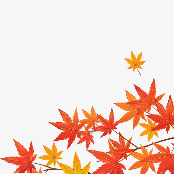 黄色枫叶免抠