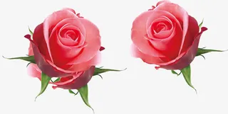 粉色玫瑰花免抠