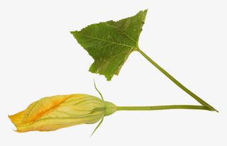 漂亮南瓜花叶免抠