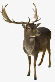 圣诞麋鹿素材免抠