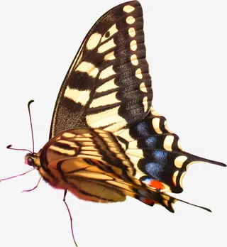 春季郊外蝴蝶动物免抠