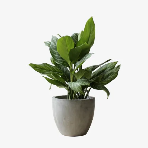 绿色植物盆栽装饰免抠