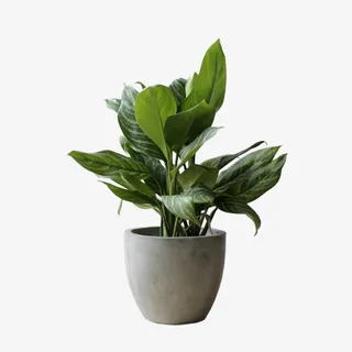 绿色植物盆栽装饰免抠 绿色植物盆栽装饰免抠