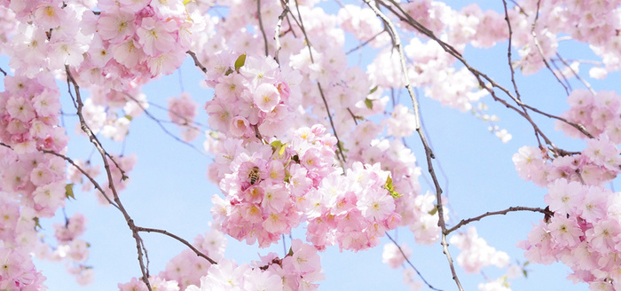 漂亮的日本樱花树背景高清