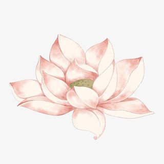 夏天手绘荷花免抠