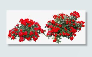 红色玫瑰花丛免抠