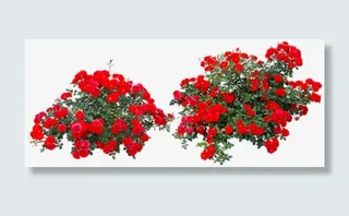 红色玫瑰花丛免抠