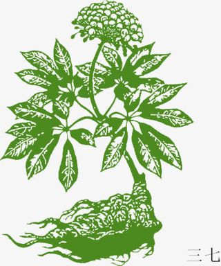 矢量中草药三七免抠