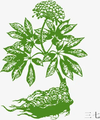 矢量中草药三七免抠