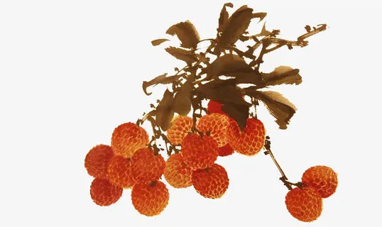 复古式荔枝树国画免抠