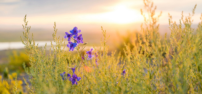 五彩缤纷的花卉图片高清