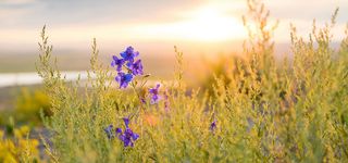 五彩缤纷的花卉图片高清