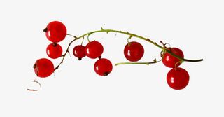 红色小果红色树枝免抠