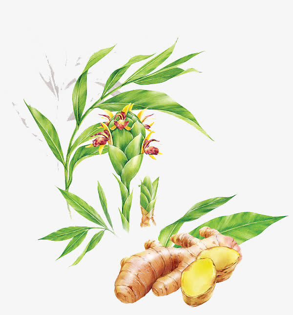 刚出土的生姜免抠