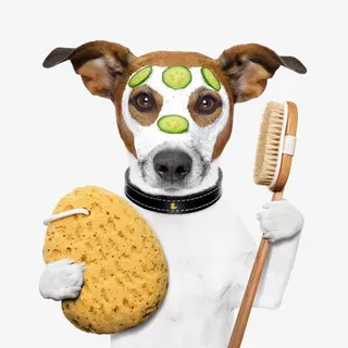 美容的小狗免抠