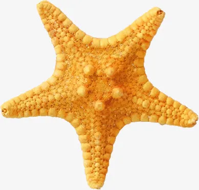 海星免抠