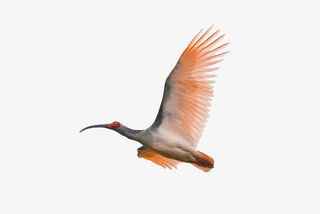 朱鹮国家保护动物免抠