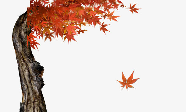 秋天的枫叶免抠