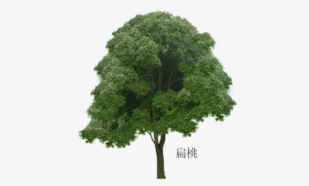 手绘花草树木 png免抠