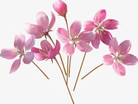 花 花朵元素免抠节日妇女节元素
