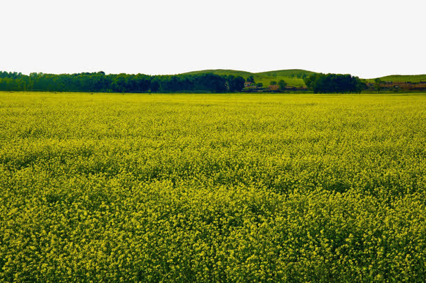 旅游景区内蒙古克什克腾大草原免抠