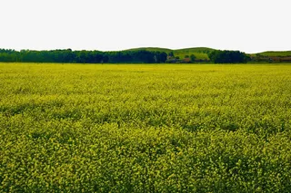 旅游景区内蒙古克什克腾大草原免抠