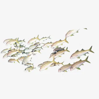 游泳的小鱼免抠图免抠