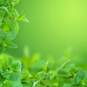 绿色薄荷叶展板背景高清