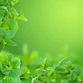 绿色薄荷叶展板背景高清