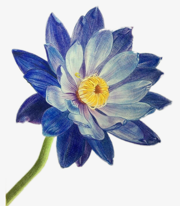 手绘蓝色睡莲花免抠