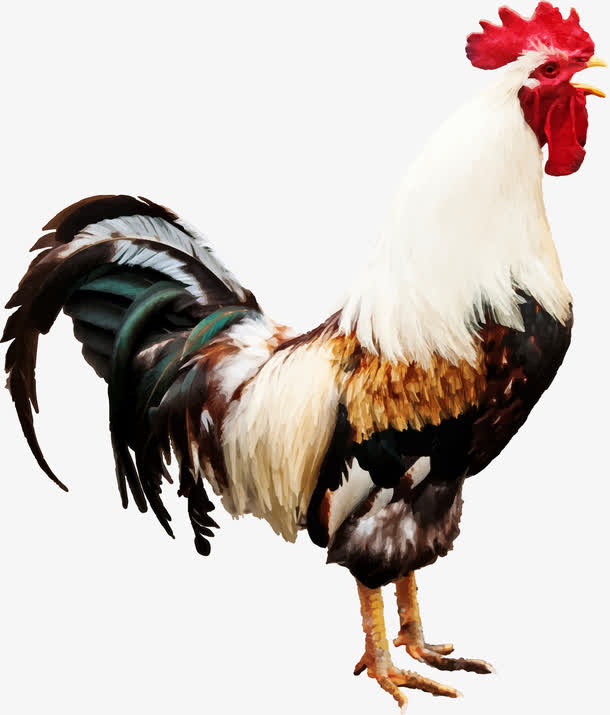 打鸣的公鸡免抠
