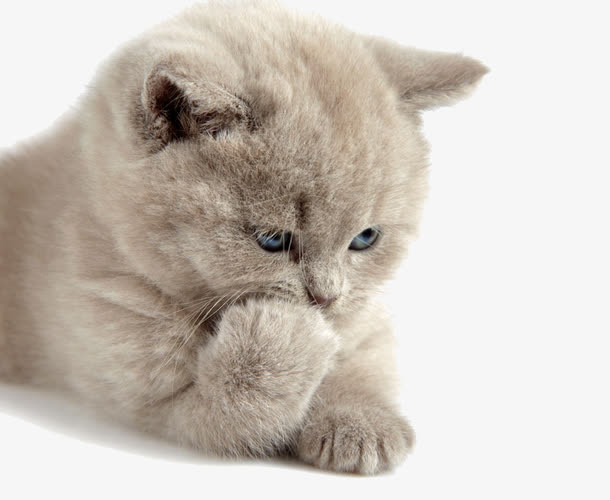 可爱的猫咪免抠