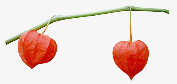 红色灯笼 装饰边框元素免抠