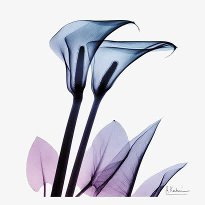 蓝色花朵免抠