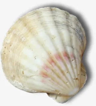 海螺夏日清凉度假贝壳免抠