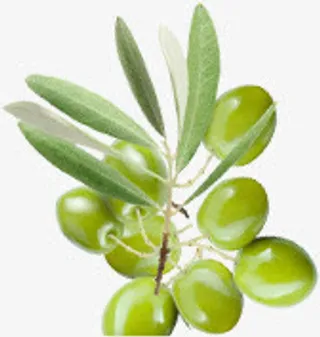 绿色春天新鲜橄榄免抠