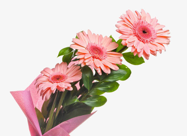 一束菊花免抠