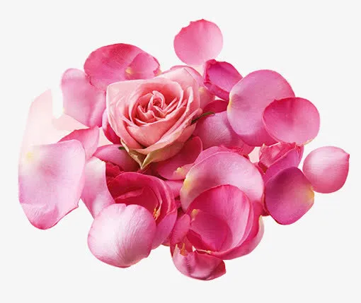 花瓣免抠