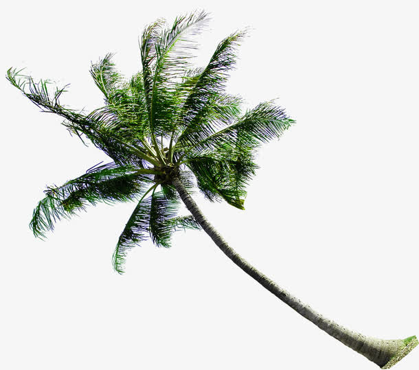 绿色清凉夏日椰树免抠