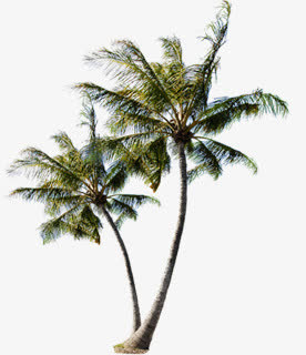春天美丽植物椰树免抠