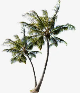 春天美丽植物椰树免抠