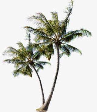 春天美丽植物椰树免抠