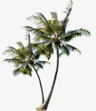 春天美丽植物椰树免抠