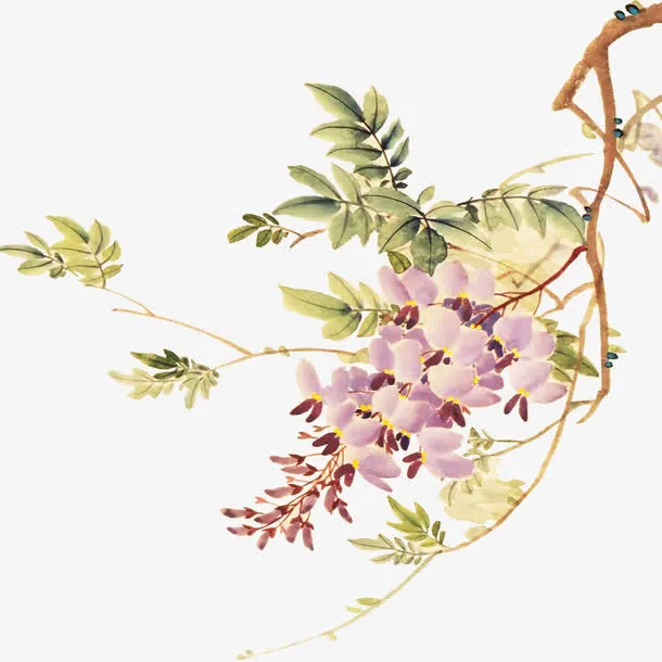 花枝免抠