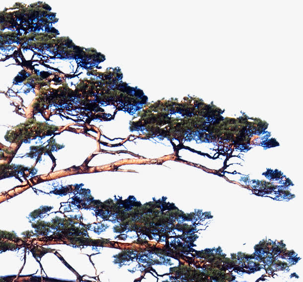 中秋节绿色高清松树免抠