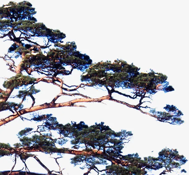 中秋节绿色高清松树免抠