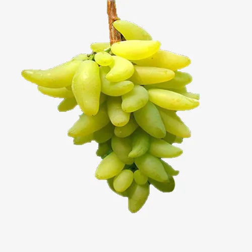 金手指青皮葡萄免抠