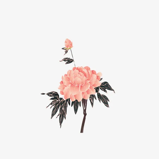 牡丹花免抠